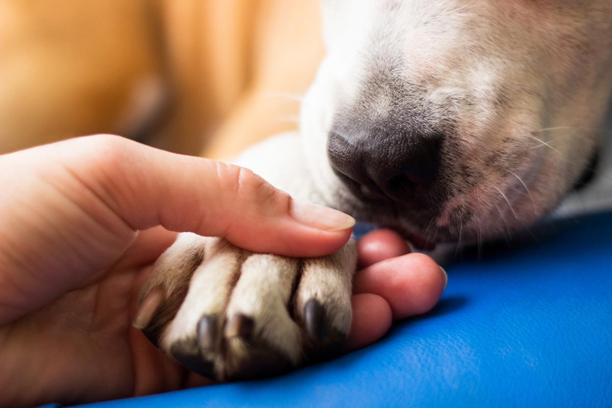 Dog Paws Anatomy & Care Guide