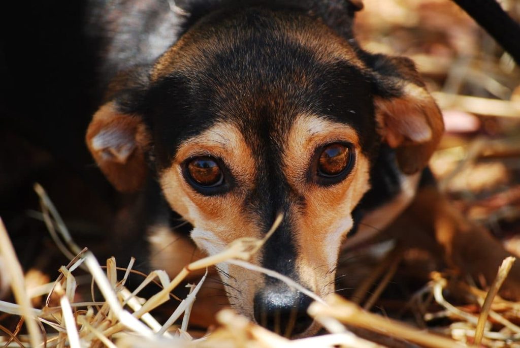 critical signs of stress in a dog