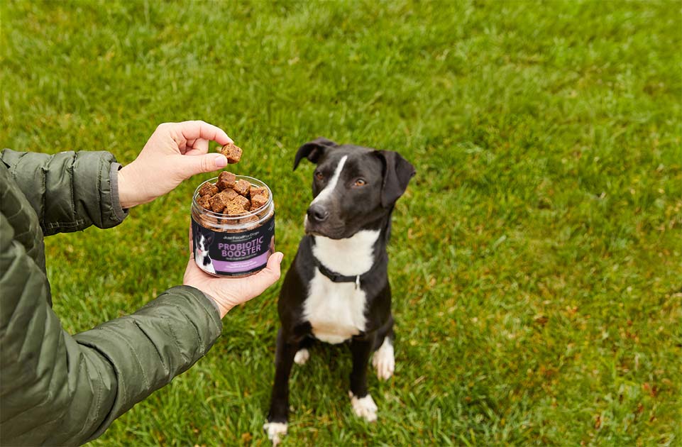 dog getting a probiotic soft chew