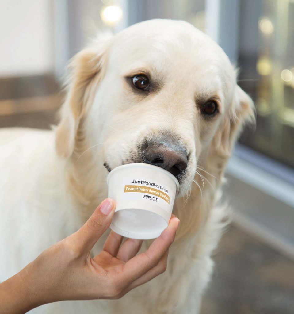 dog eating a pupsicle