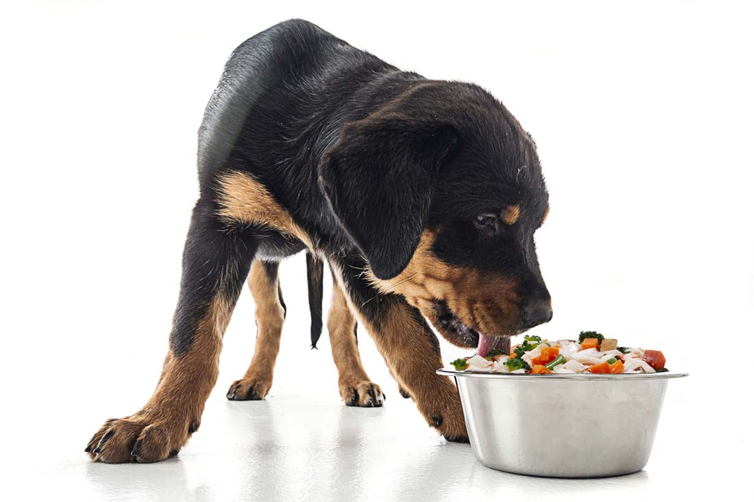 puppy eating from bowl