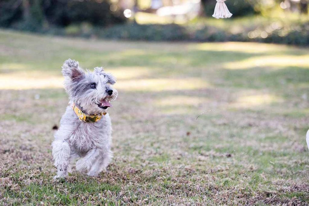 little dog running around park