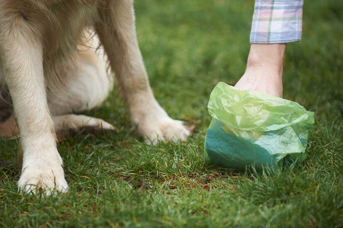 How Many Times a Day Should a Dog Poop? 