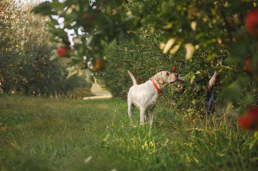 dog in an apple orchard