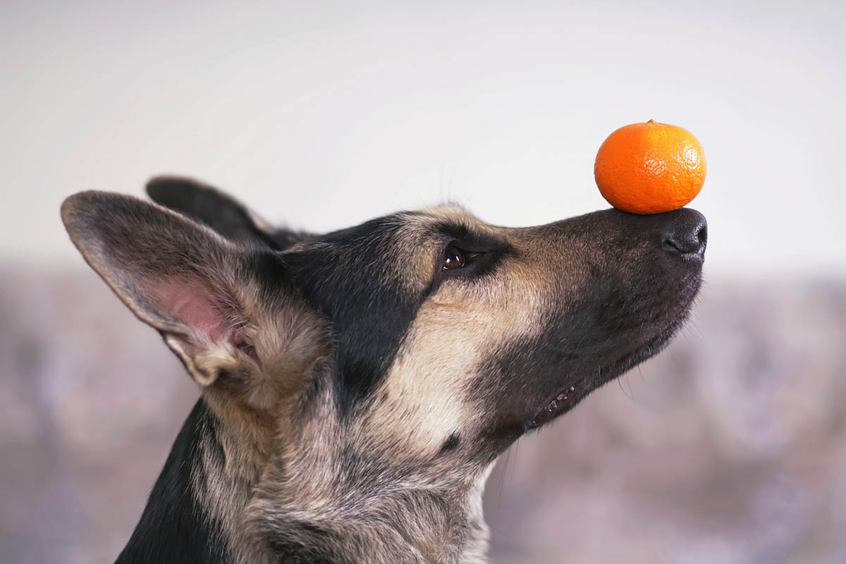 Dogs and Citrus: A Guide for Pet Parents