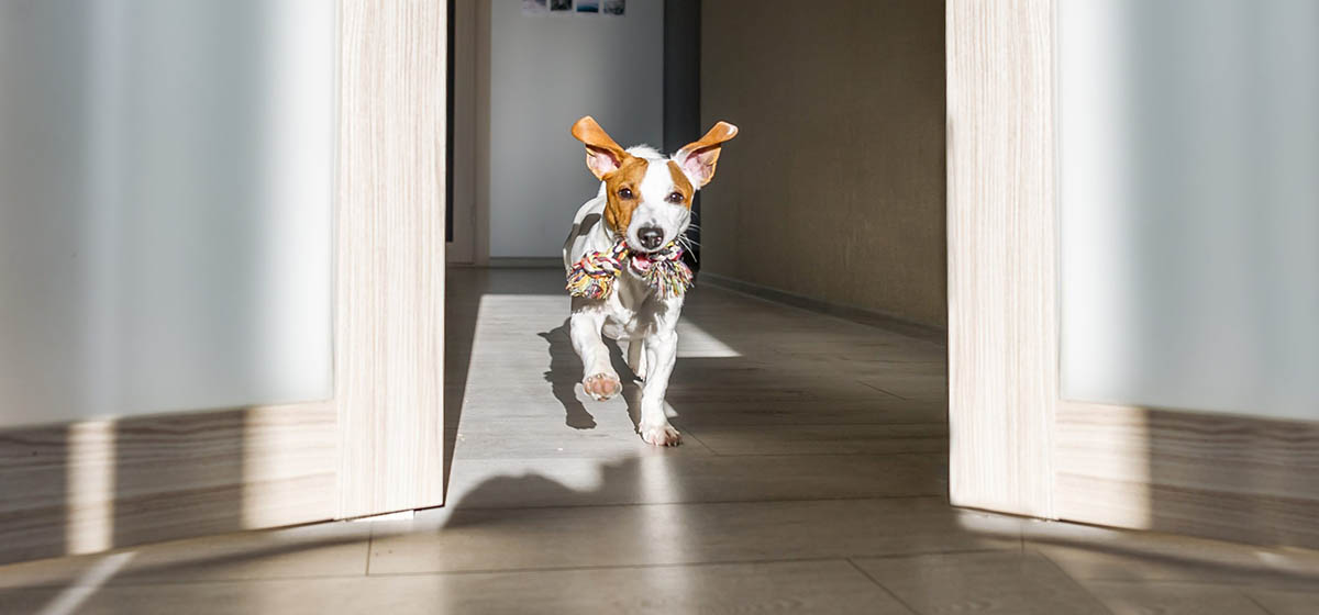 happy dog running