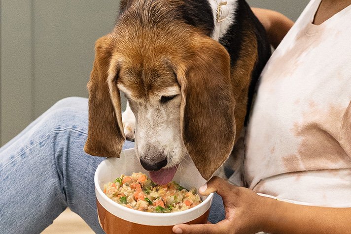 dog eating out of a bowl