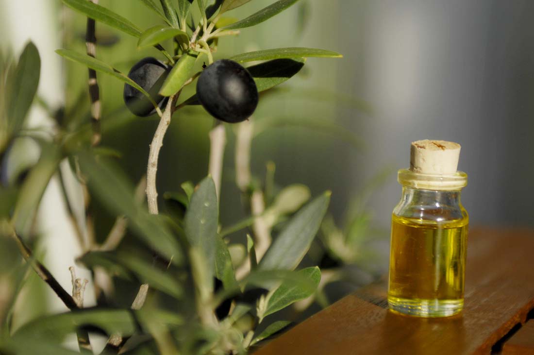Olive Leaf Extract for Dogs