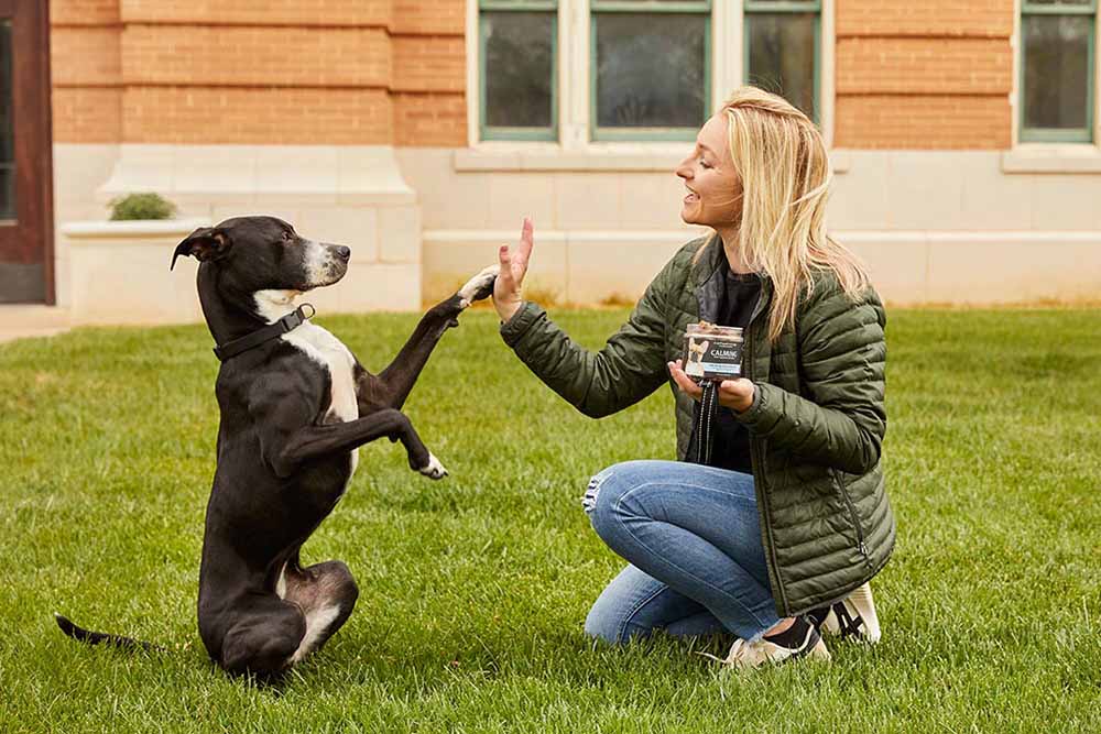 dog trick dog go bag