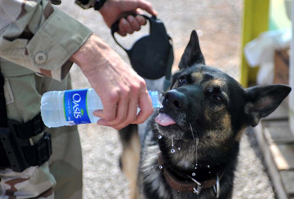 Hydrated Hounds: How To Get Your Dog To Drink Water