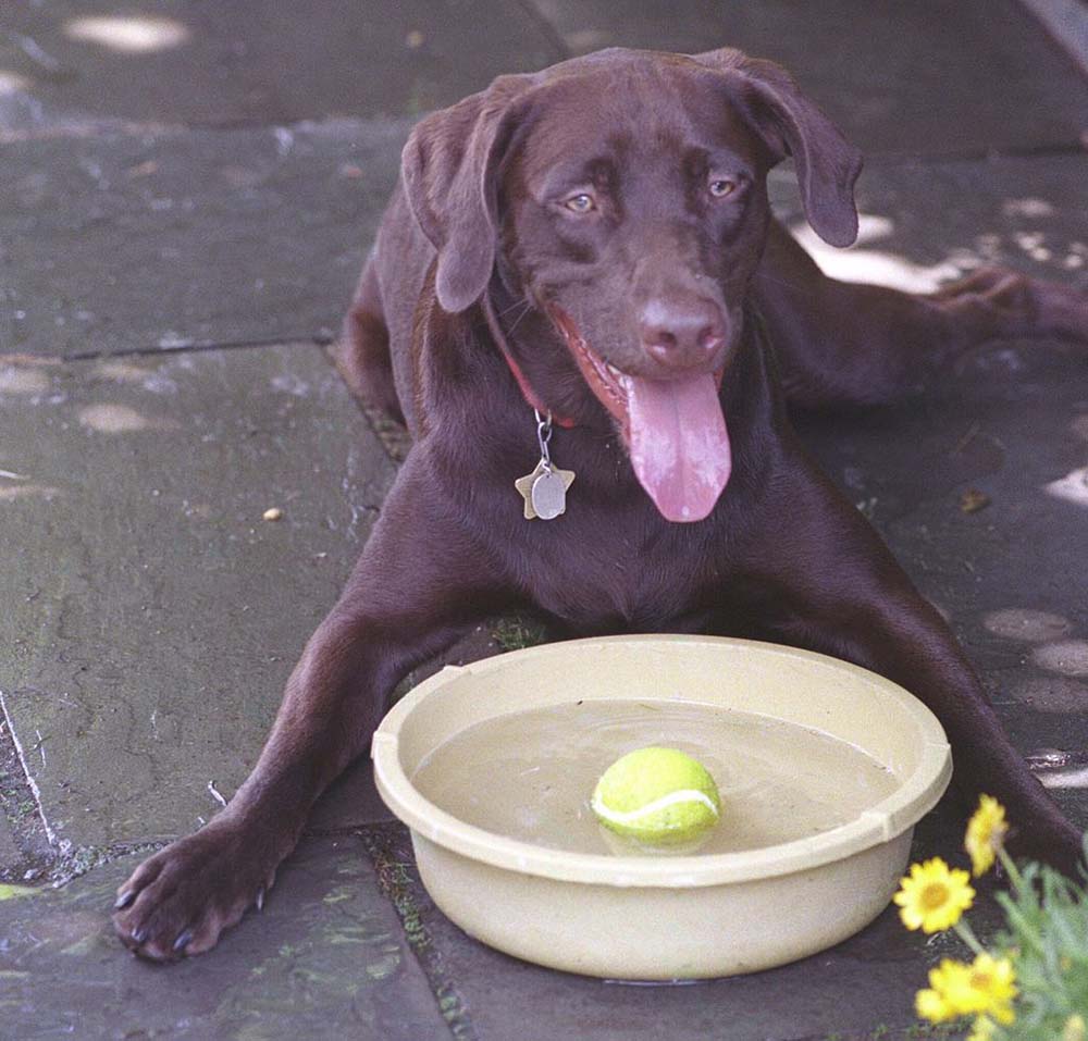 brown lab laying by water bowl