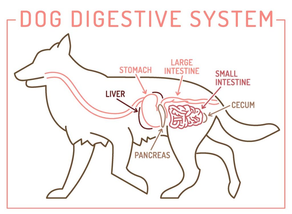 Anatomy of dog digestive system best sale