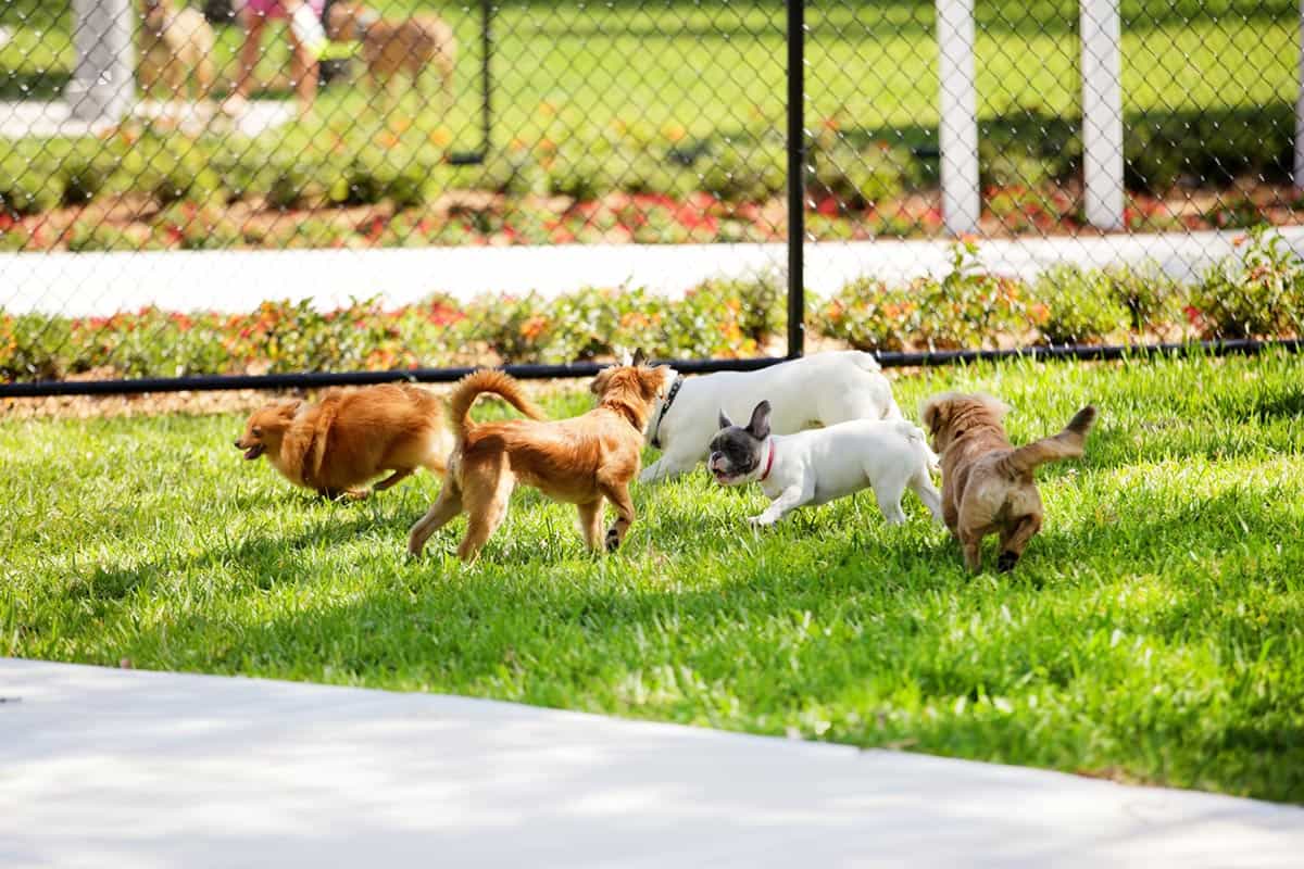 Are Dog Parks Good For Dogs?