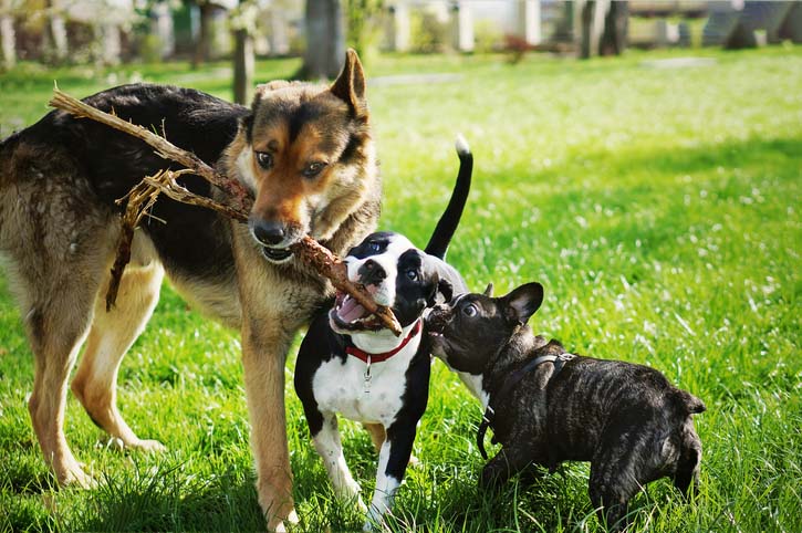 dog park etiquette