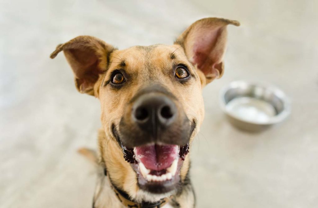 happy dog with big ears