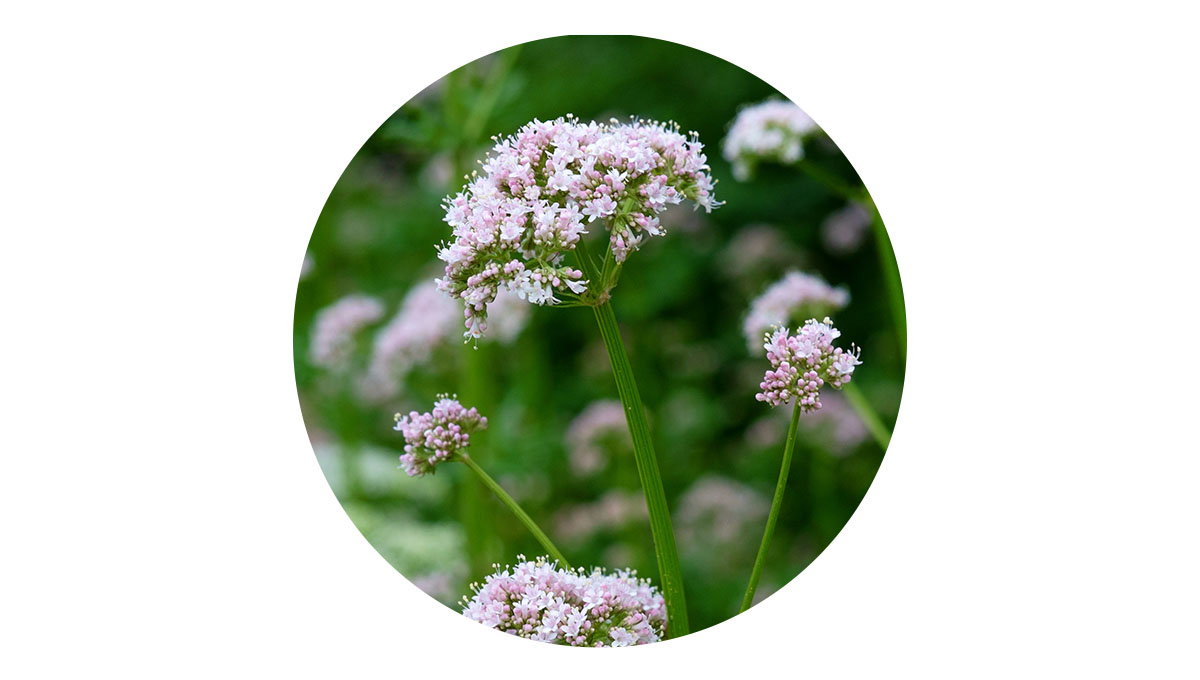 Valerian Root for Dogs