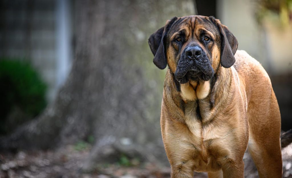 mastiff wrinkles dog