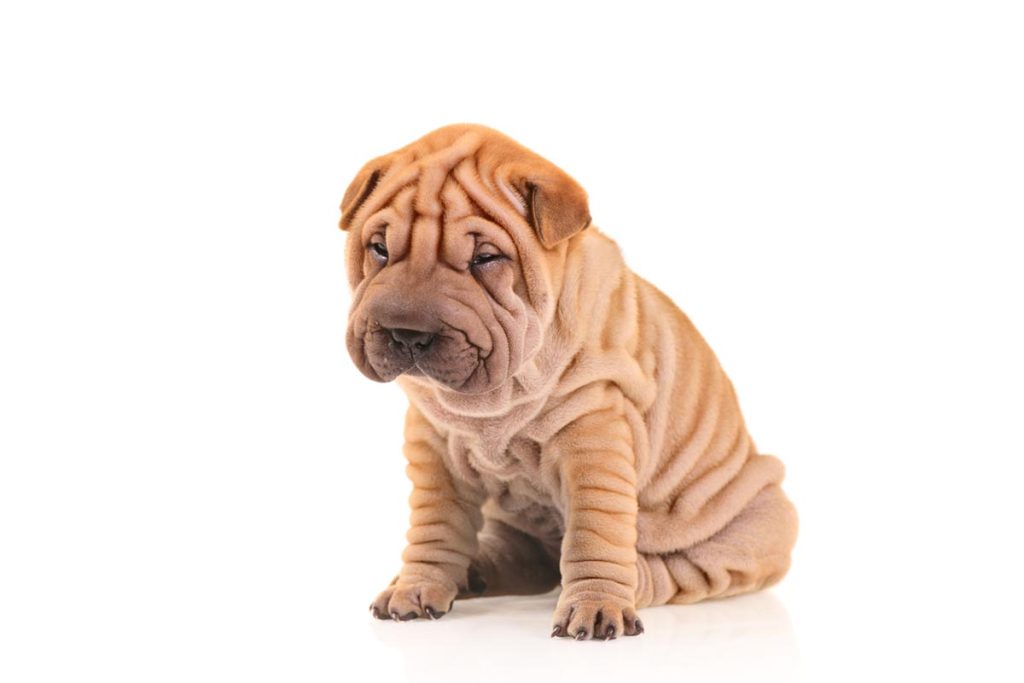 sharpei puppy types of dog with wrinkles