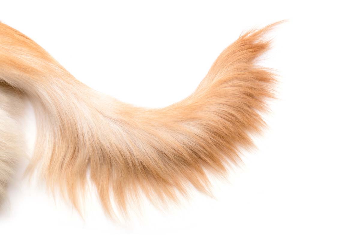 Why Do Dogs Have Tails?