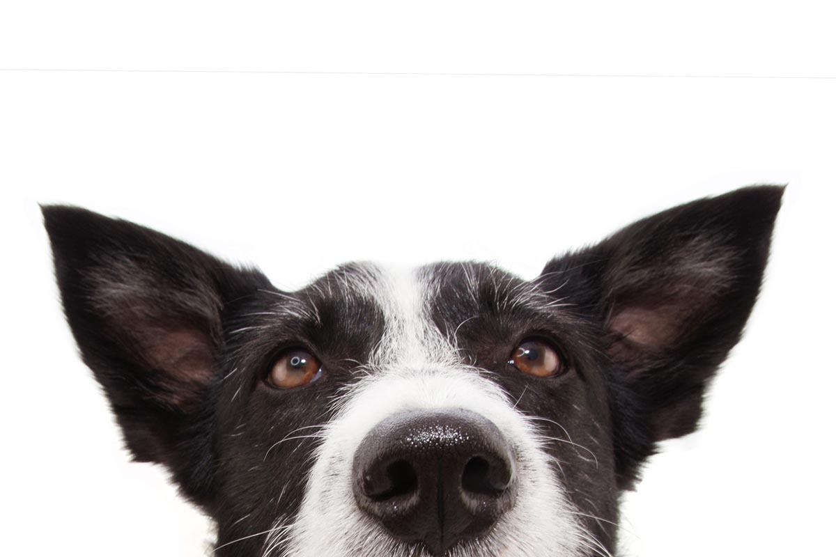 Canine Cognition: How Do Dogs Think? 