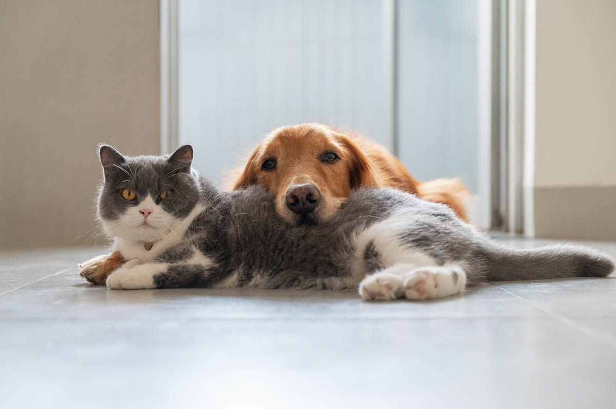 How to Keep the Dog Out of the Litter Box for Good