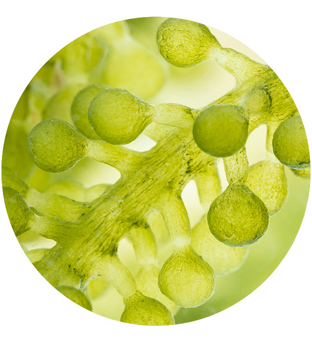 algae oil close up