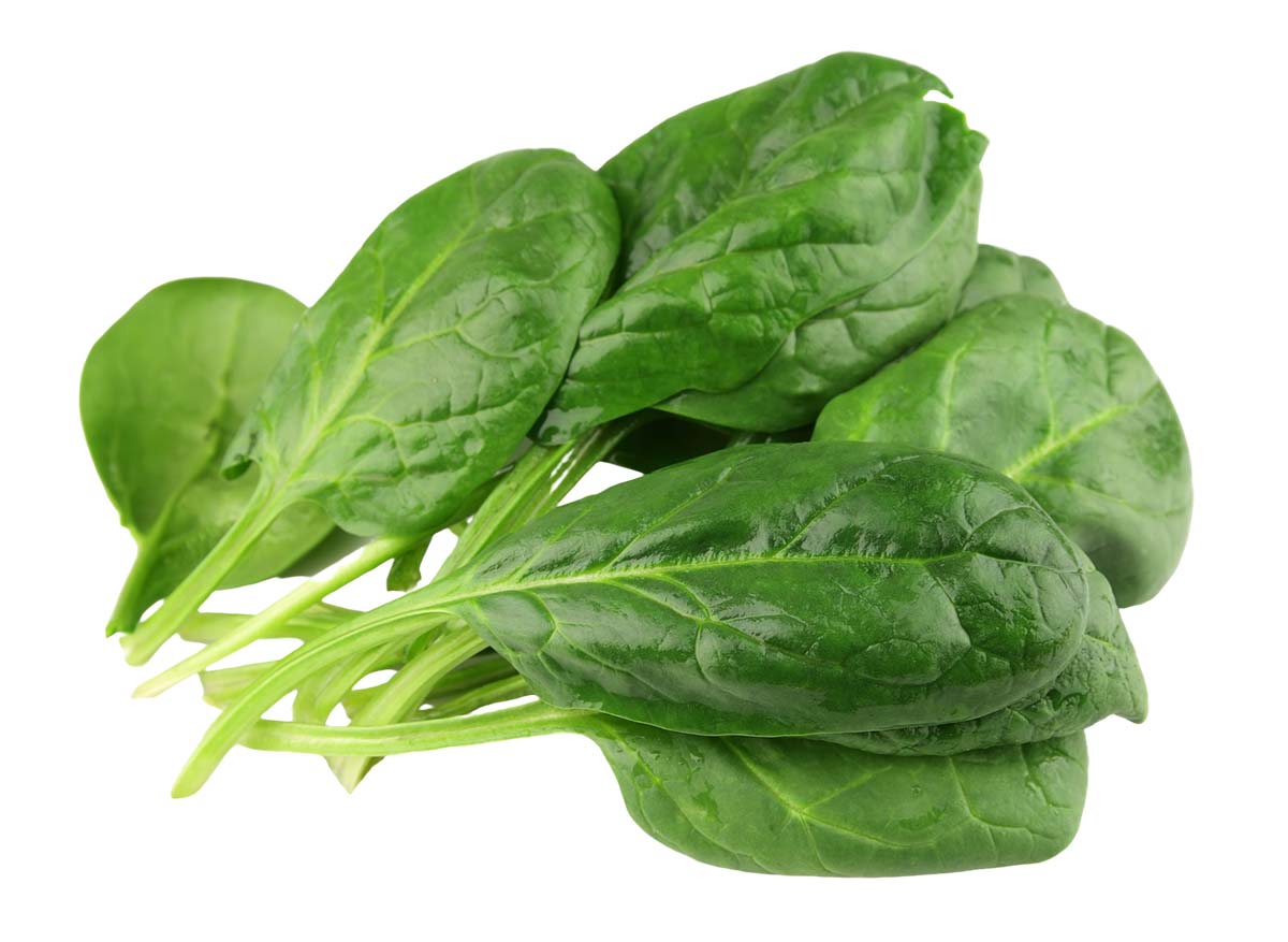 can dogs eat fresh spinach