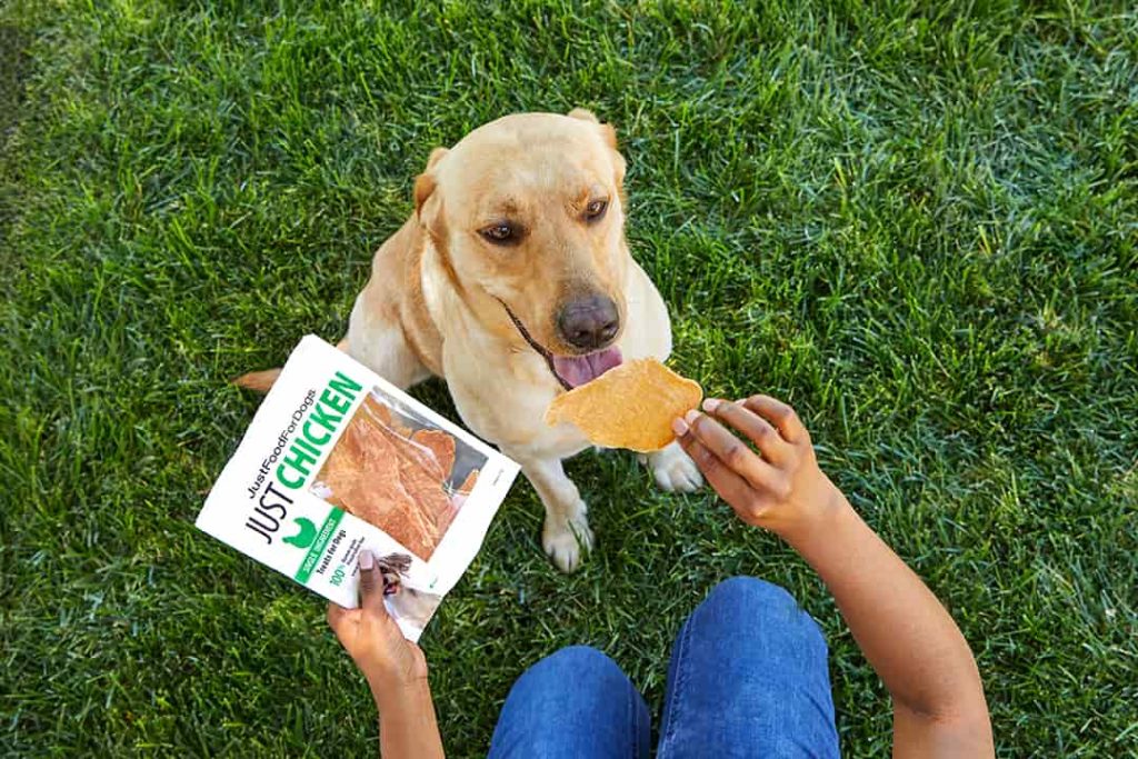 colgen retriever getting a chicken treat