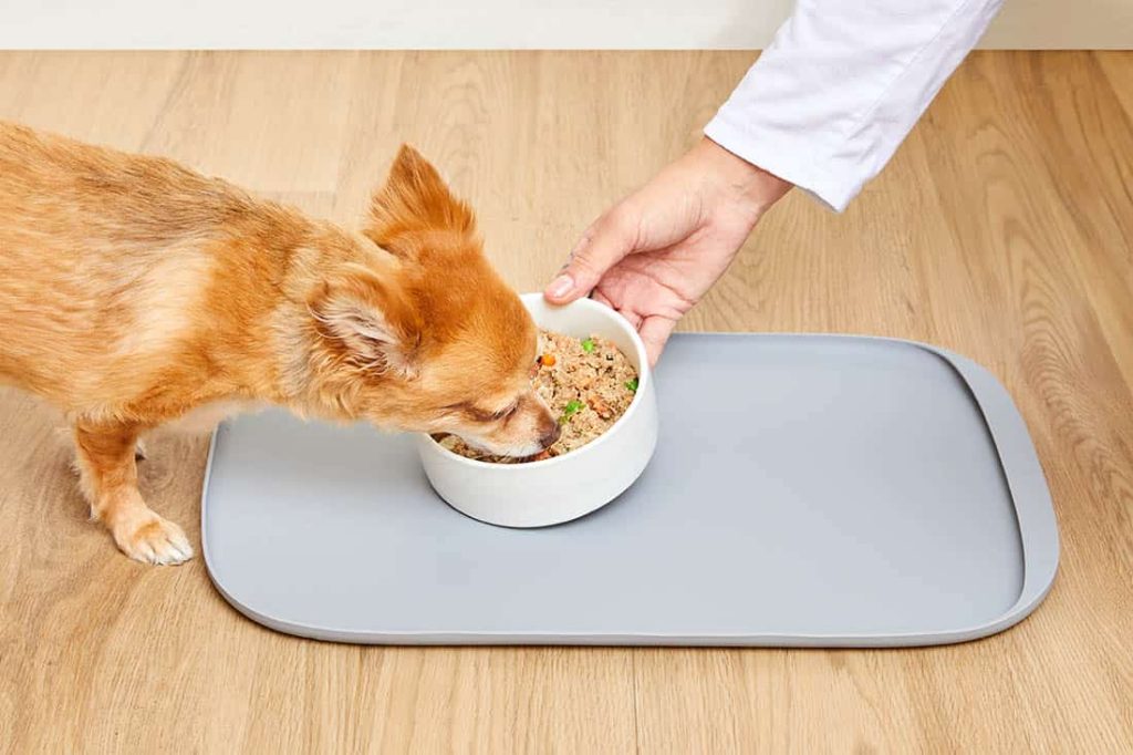 dog eating out of a dish