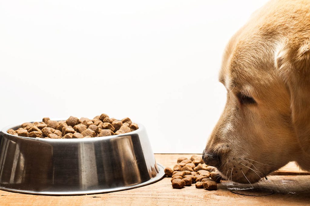 dog next to bowl of kibble