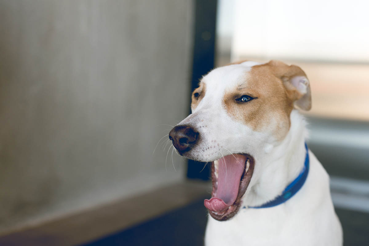 why do dogs yawn