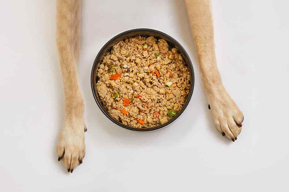 dog paws near bowl of fresh food