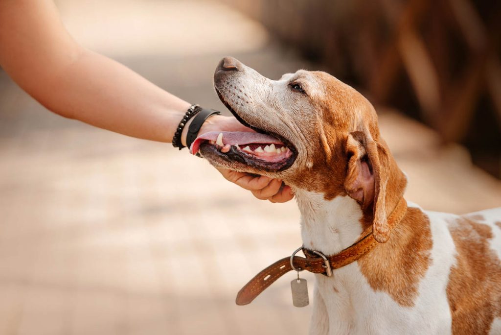 a beagle dog being pet