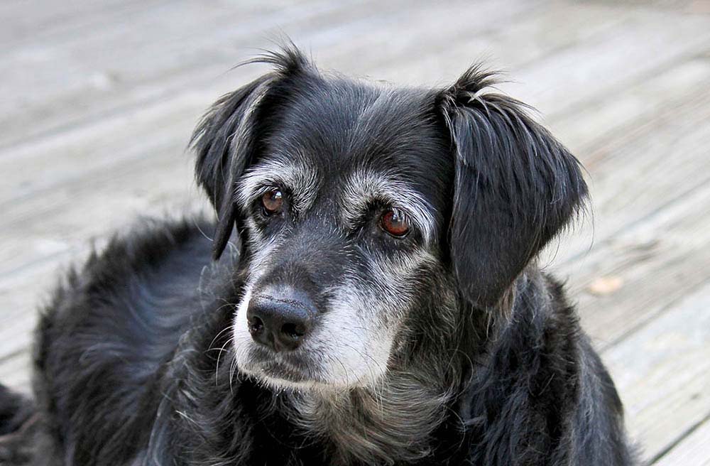 little black senior dog