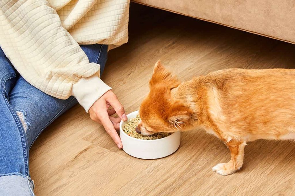 small dog eating fresh food