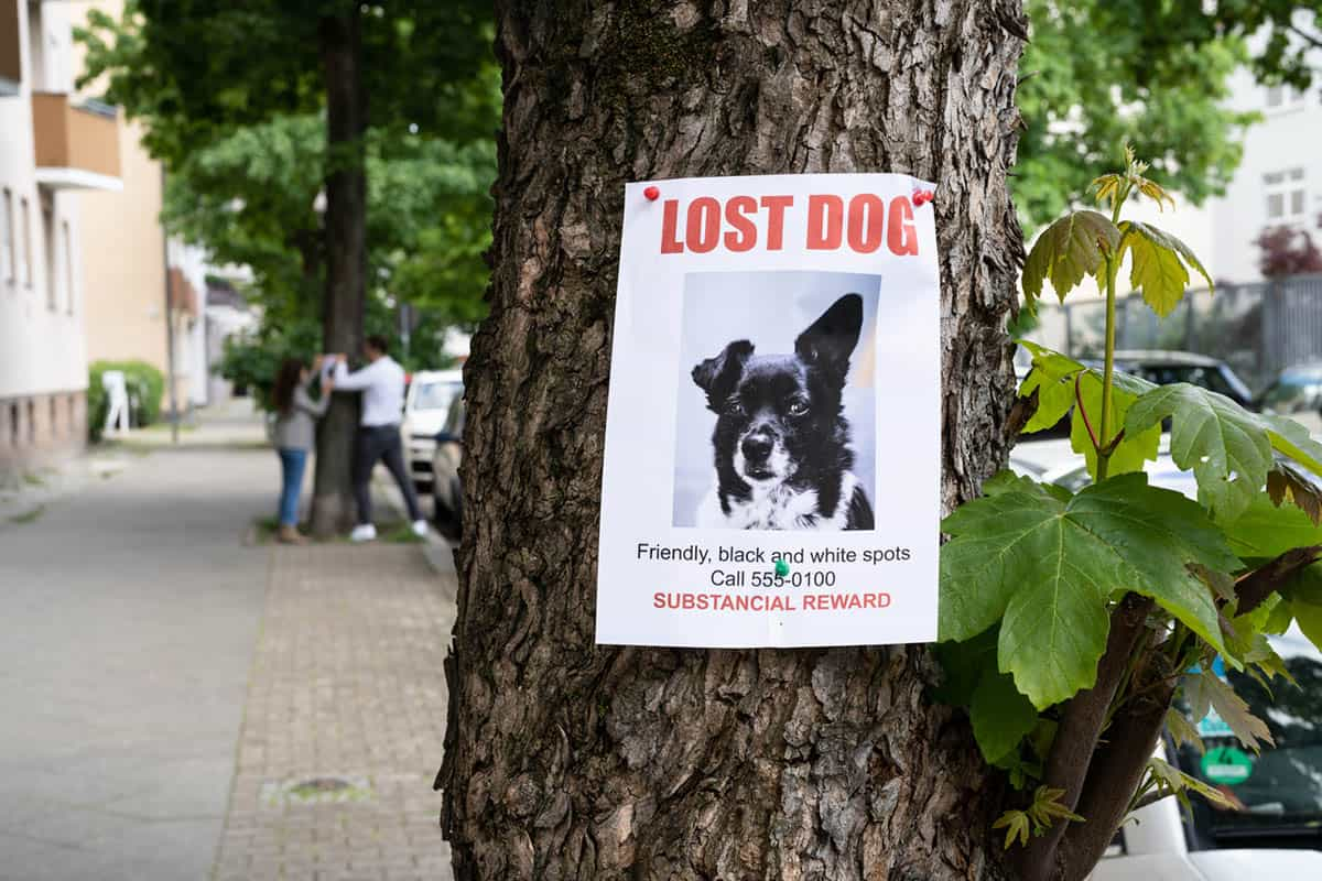 how to find a lost dog