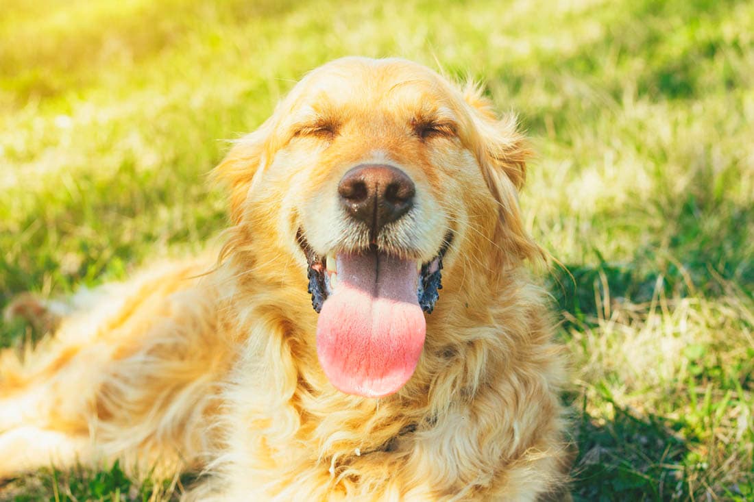 a tired golden dog laying in a field panting