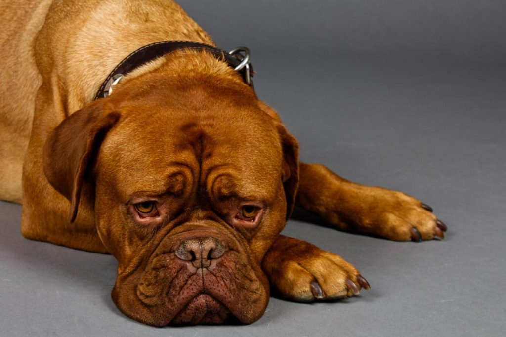 a sad-looking brown mastiff resting