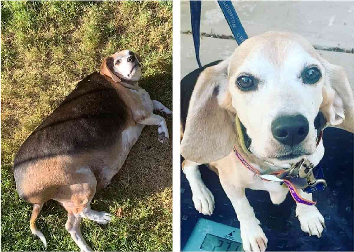 Wolfgang & Jameson’s Weight Loss Journey