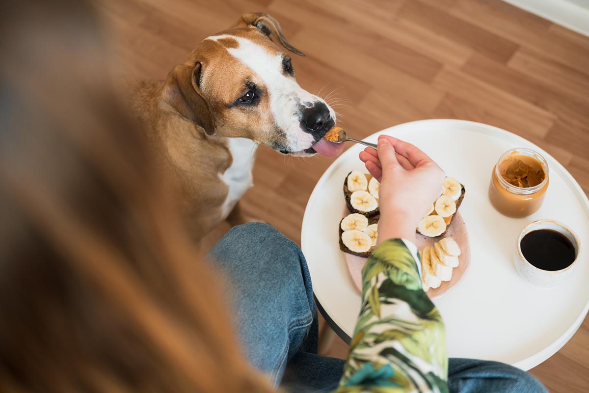 Peanut butter good for dogs best sale