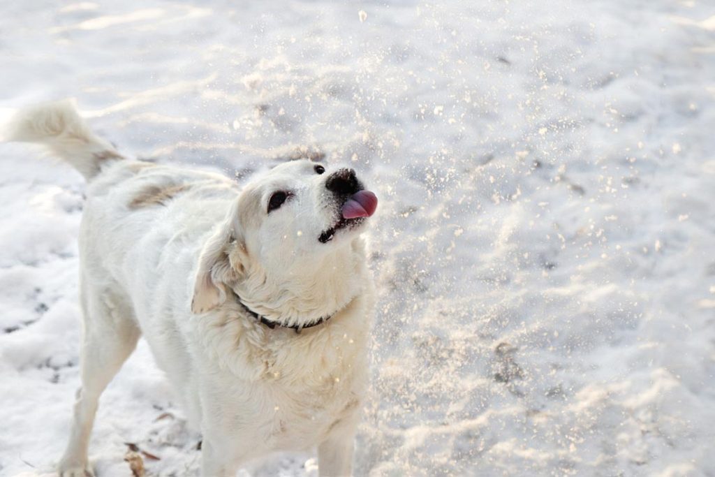 dog doing a mlem in the snow