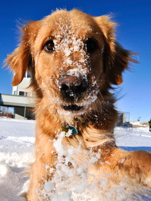 golden dog playing in snow