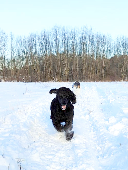 spike prancing in snow