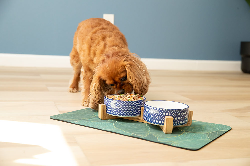 a little brown dog eating food from a blue bowl