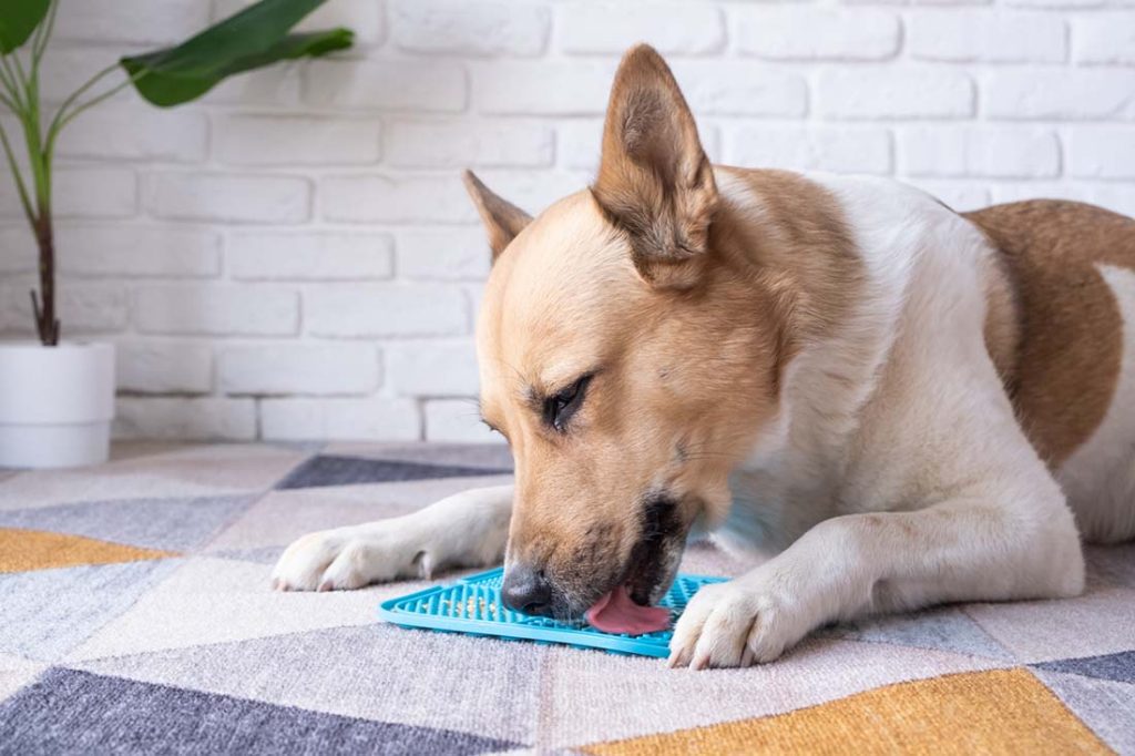 a dog eating food from a lick mat