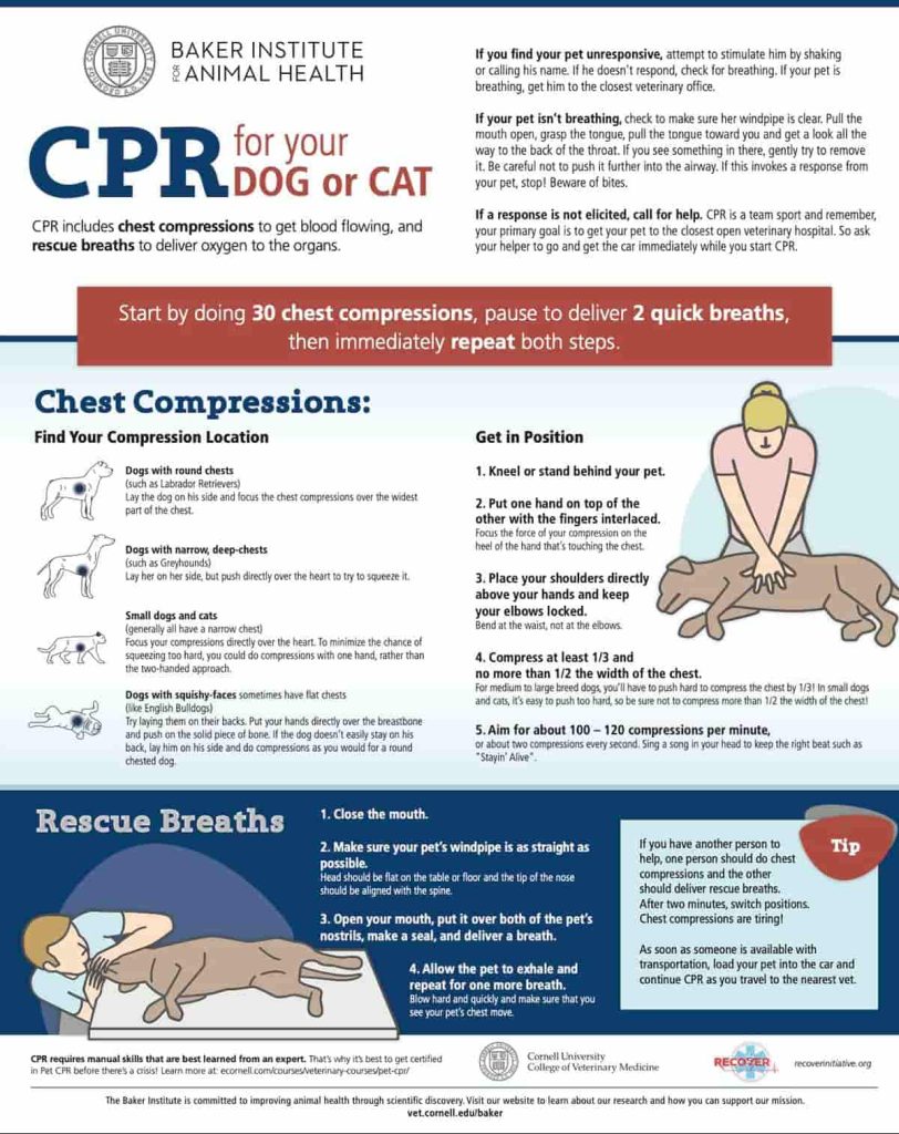 cornell dog cpr infographic