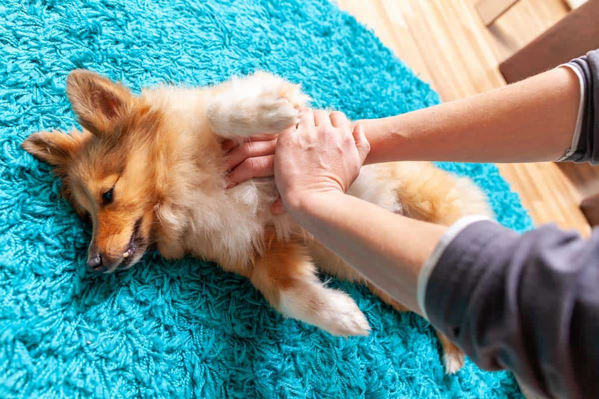 Veterinarian Explains How to Do CPR on a Dog