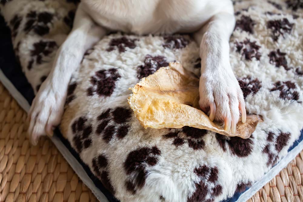 Rawhide Alternatives for Dogs