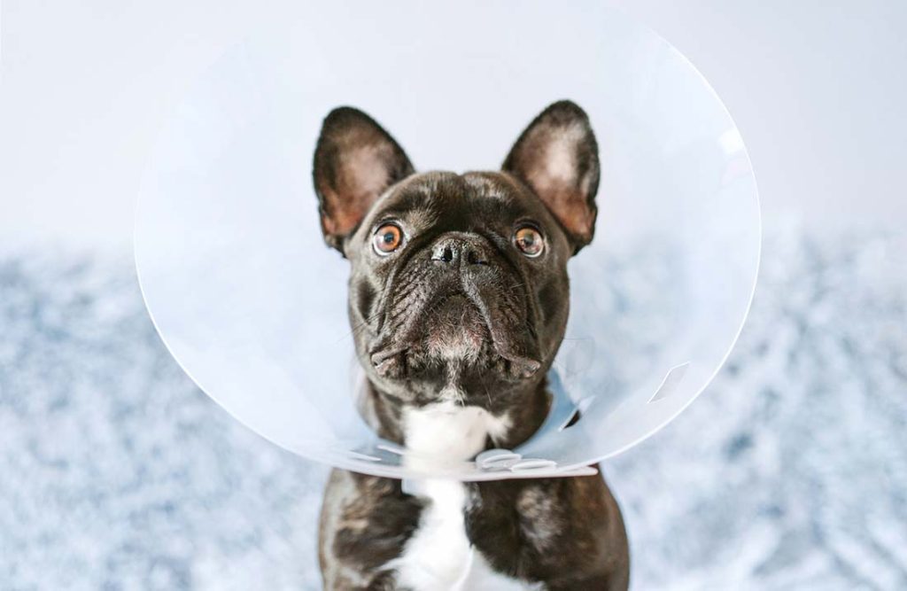 french bulldog wearing an e collar