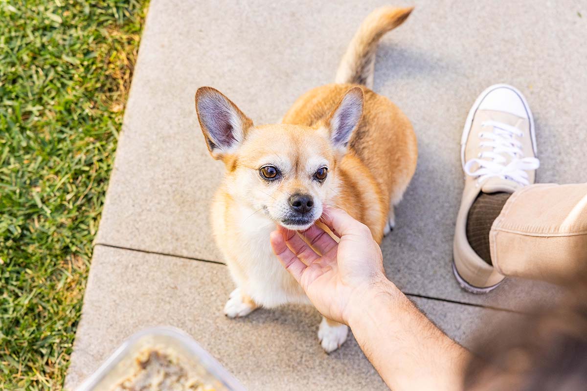 Urinary Tract Infections in Dogs: How to Know if Your Dog Has One and What to Do